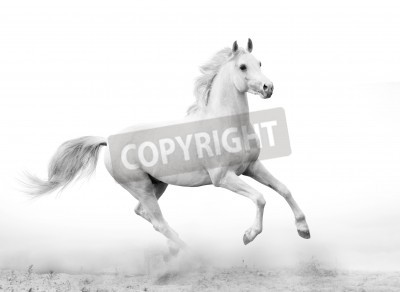 Fototapete Weißpferd im galopp