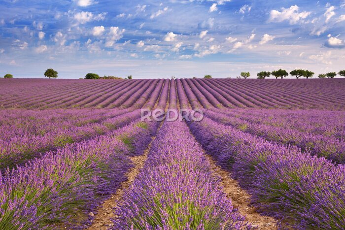 Fototapete Weites Lavendelfeld unter blauem Himmel