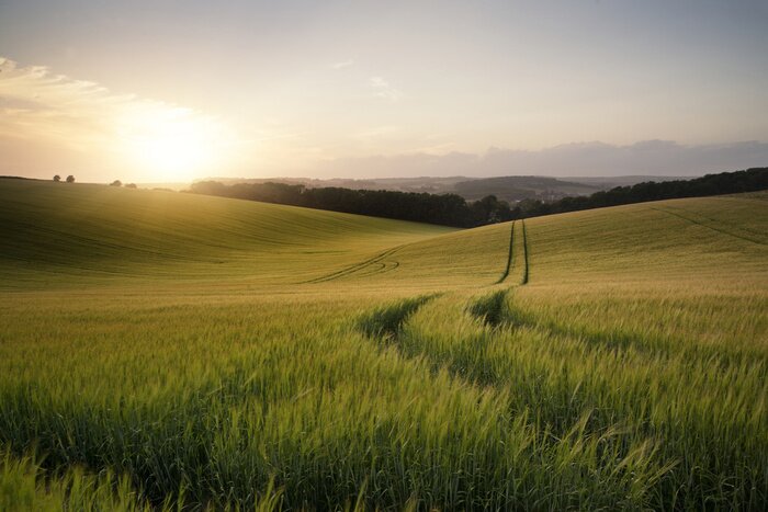 Fototapete Weites Weizenfeld bei Sonnenuntergang