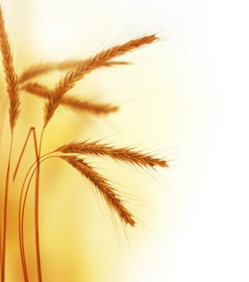 Fototapete Weizen im Sonnenlicht