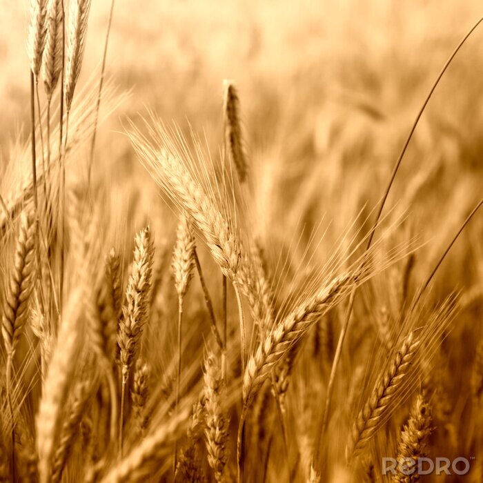 Fototapete Weizenfeld