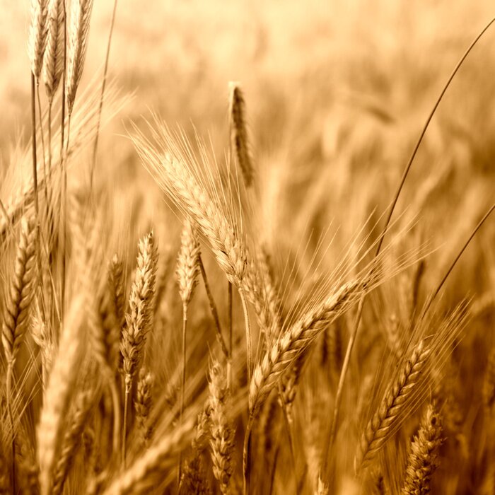 Fototapete Weizenfeld