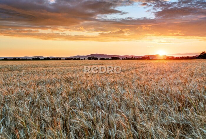 Fototapete Weizenfeld bei Sonnenuntergang