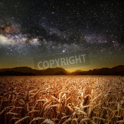 Fototapete Weizenfeld und gestirnter Himmel