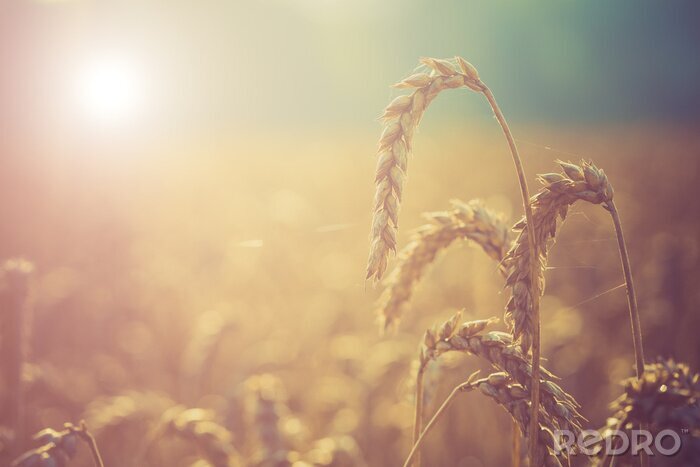 Fototapete Weizenfeld und Natur