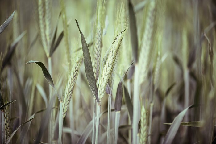 Fototapete Weizenfeld und Natur