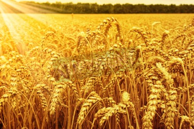 Fototapete Weizenfeld und Sonnenaufgang