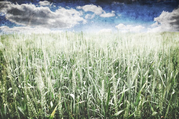 Fototapete Weizenfeld unter Natur