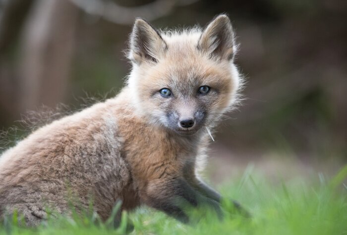 Fototapete Welpe Fuchs