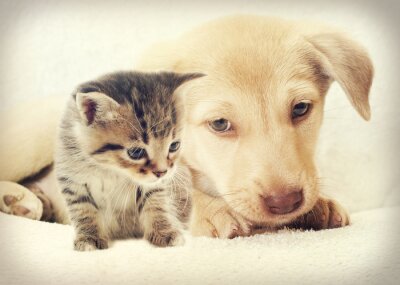 Fototapete Welpe und Kätzchen
