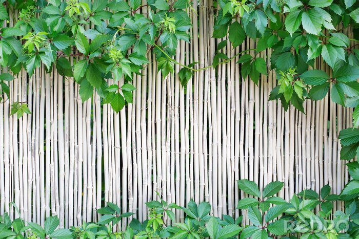 Fototapete White bamboo fence texture background with green grape leaves
