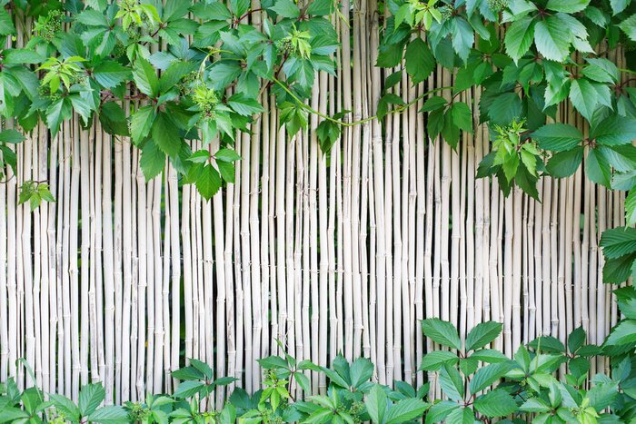 Fototapete White bamboo fence texture background with green grape leaves