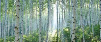 Fototapete White Birch Forest in Summer, Panoramic View