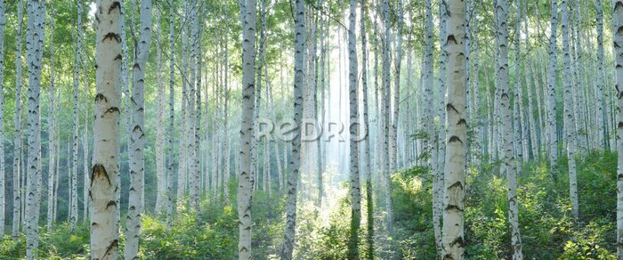Fototapete White Birch Forest in Summer, Panoramic View