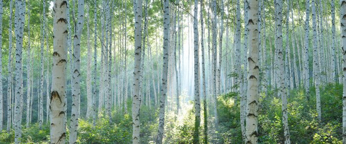 Fototapete White Birch Forest in Summer, Panoramic View