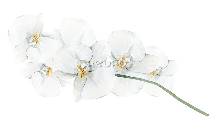 Fototapete White orchid flower. Watercolor illustration isolated on white background