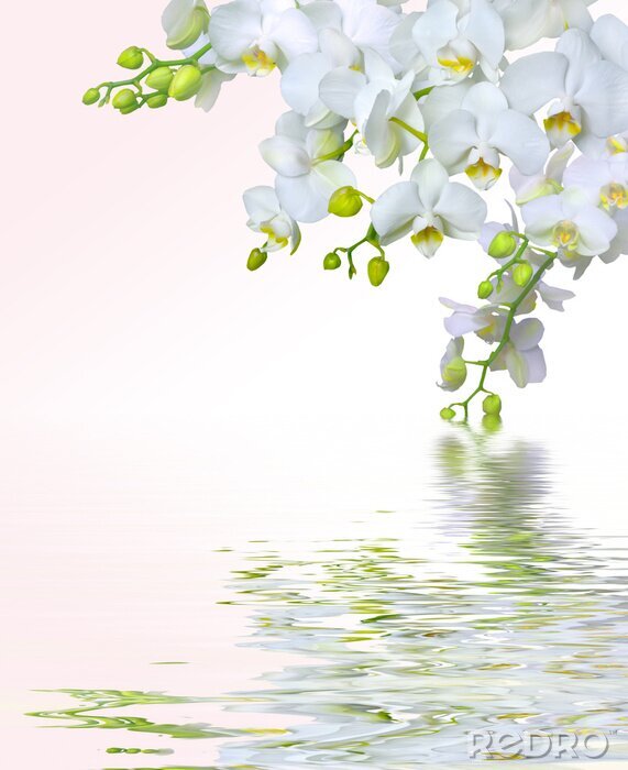 Fototapete Wiederspiegelung der weißen Blumen in Wasser