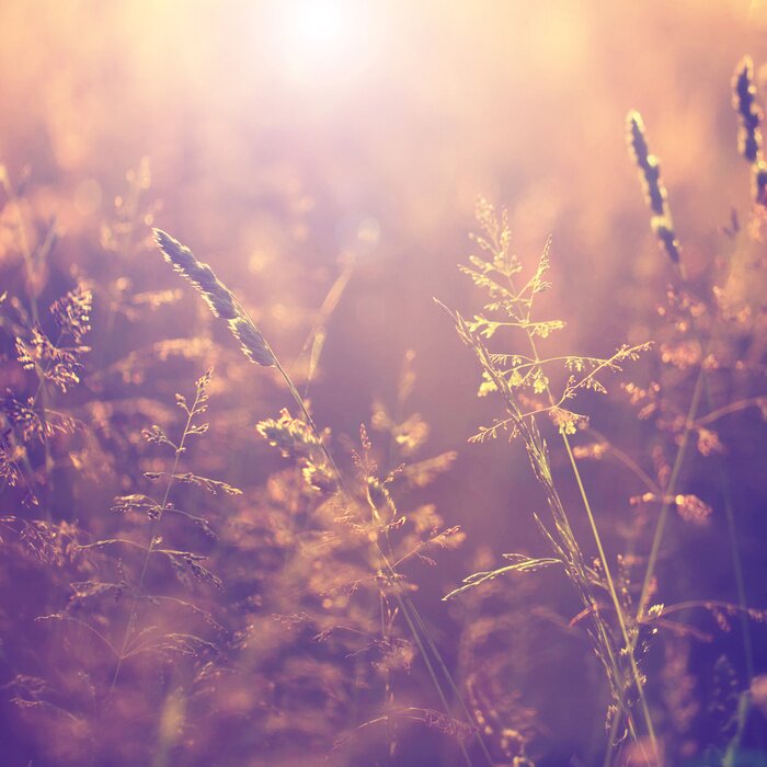 Fototapete Wiese im Sonnenlicht