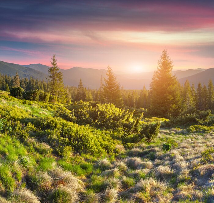 Fototapete Wiese in den Bergen