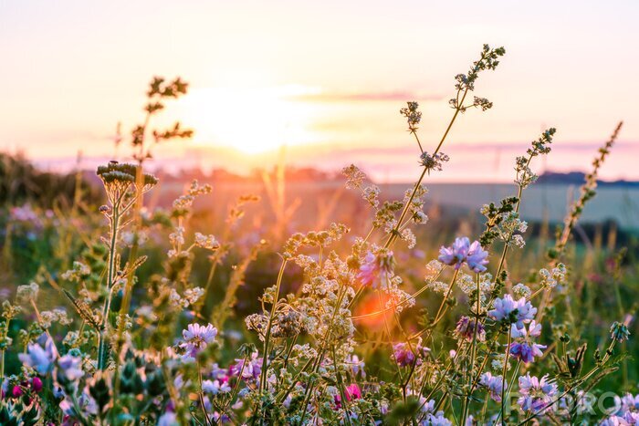 Fototapete Wiese mit Blumen bei Sonnenuntergang