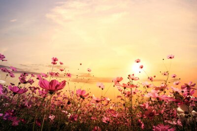 Fototapete Wiese mit Blumen, beleuchtet von den Strahlen der untergehenden Sonne
