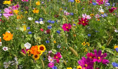 Fototapete Wiese mit Blumen im Sommer