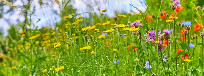 Fototapete Wiese mit bunten Blumen