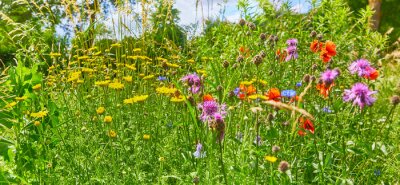 Fototapete Wiese mit Gras und Blumen