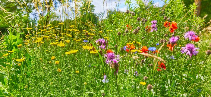 Fototapete Wiese mit Gras und Blumen