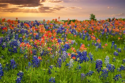 Fototapete Wiese mit großen Blumen