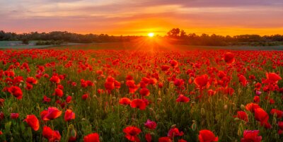 Fototapete Wiese mit Mohnblumen bei Sonnenuntergang