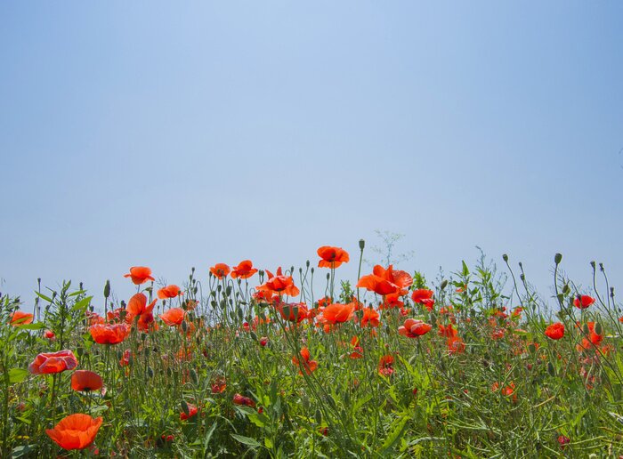 Fototapete Wiese mit Mohnblumen und Himmel