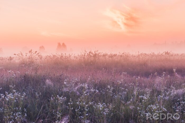 Fototapete Wiese mit Wildblumen und einem rosa Sonnenaufgang