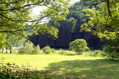 Fototapete Wiese und grüne Bäume