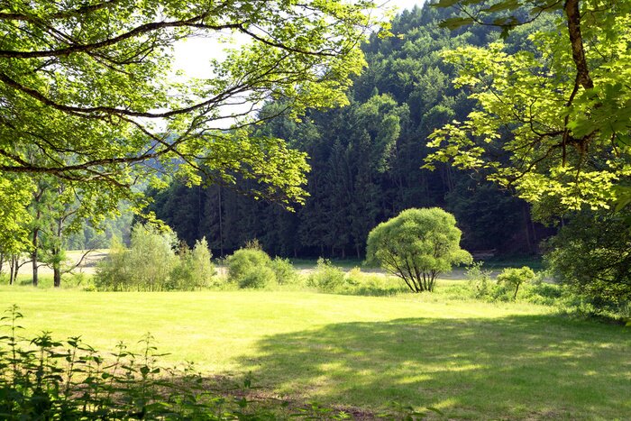 Fototapete Wiese und grüne Bäume