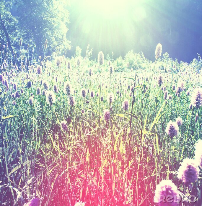 Fototapete Wiese und Natur