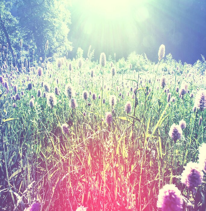 Fototapete Wiese und Natur