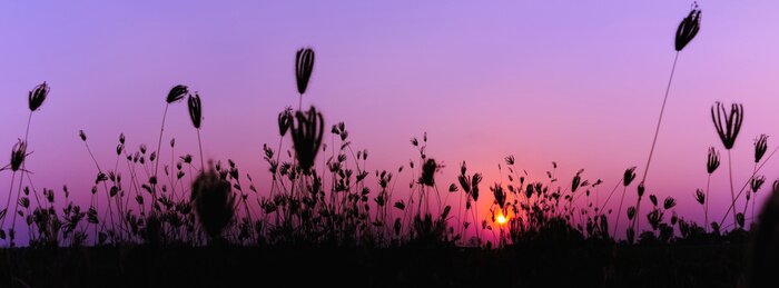 Fototapete Wiese und violetter Himmel
