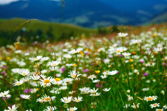 Fototapete Wiese voller Blumen
