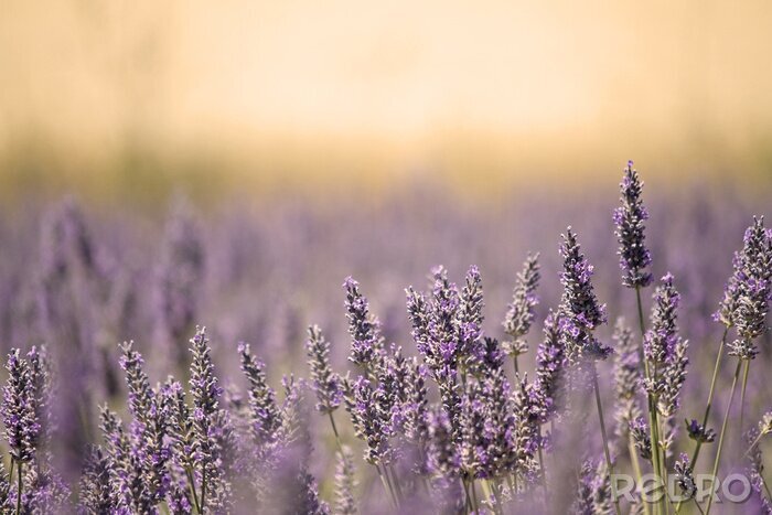 Fototapete Wiese voller Lavendel