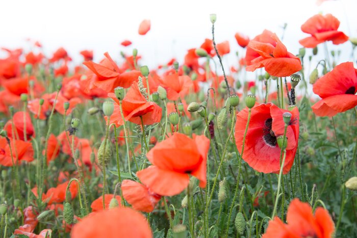 Fototapete Wiese voller Mohnblumen