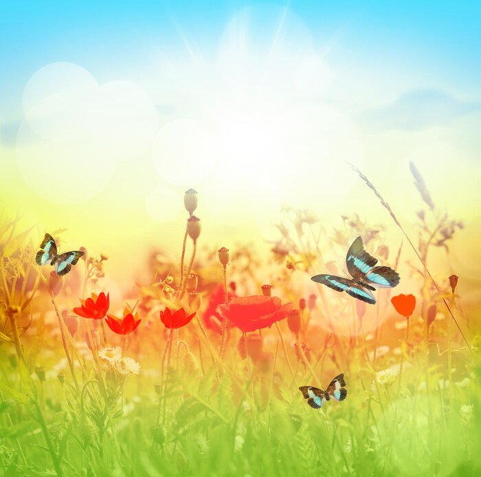 Fototapete Wiese voller Schmetterlinge