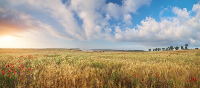 Fototapete Wiese von Weizen penorama