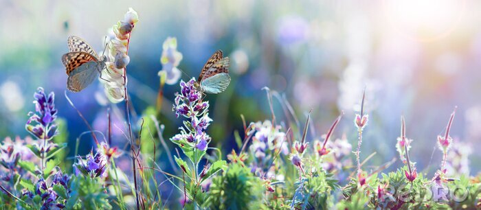 Fototapete Wiesenblumen und Schmetterlinge