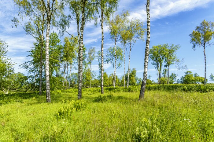 Fototapete Wiesenlandschaft und Birken