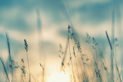 Fototapete Wild grass in the forest at sunset. Macro image, shallow depth of field. Abstract summer nature background. Vintage filter