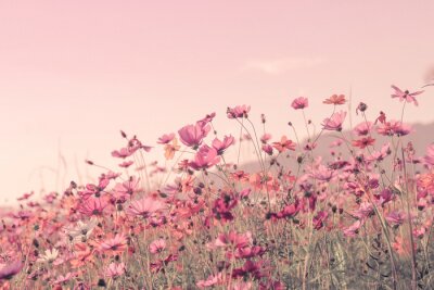 Fototapete Wildblumen auf einer rosa Wiese