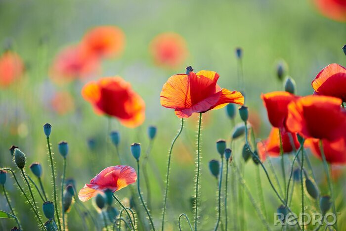 Fototapete Wildblumen in der Sonne vor unscharfem Hintergrund