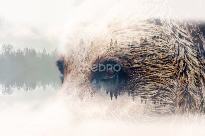 Fototapete Wilde Augen Bär abstraktes Porträt