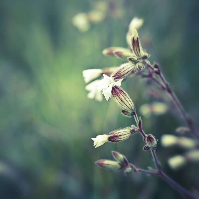 Fototapete Wilde Blumen als Natur